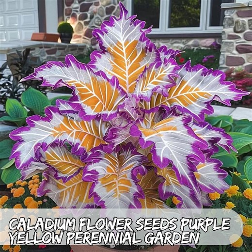 100 Seeds Caladium Seeds: Purple & Yellow Tropical Foliage - Shade Perennial Fast Shipping - Etsy