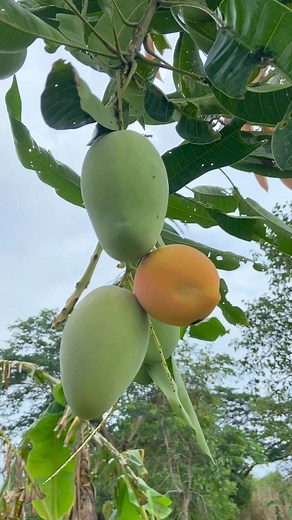 205K views · 2K reactions | apple mango | Jezelle's Vlog | Facebook