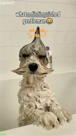 Cat Funny Videos 🙀 #funny 🐈‍⬛ # Ep 8926