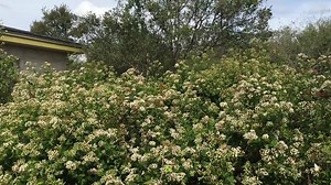 Butterflies are swarming this native shrub near our Austin headquarters. Here’s more about white mistflower: http://bit.ly/Mistflower #SaveThePollinators | Texas Parks and Wildlife