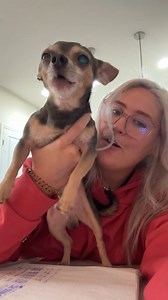 Can your dog say hello this clearly If so, duet this. 🐶 #dog #puppy #happy #dogofinstragram #animal #fyp | madi