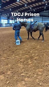 August 30th TDCJ Prison Production Horse Sale ~ Huntsville, TX 🐴HERE IS YOUR CHANCE FOR A GREAT HORSE! #ropinghorses #horsebackriding #trailhorse #ranchhorse #trailride #horsesale #trailhorses #ranchlife #horses #prisonhorses #TDCJ #tdcjhorses | Elite Auctions LLC
