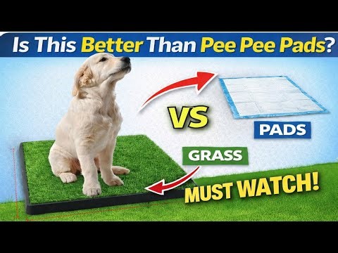 Pee Pee Pads for Dogs: Is a Reusable Grass Pee Pad for Dogs the Best Way to Potty Train