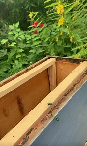 12K views · 141 reactions | Orchid Bees are always a favorite around our garden! Have you spotted one before? | How’s Your Day Honey | Facebook