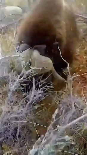 Hunting a musk ox with a small knife #survivalskills #alone