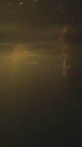 40K views · 309 reactions | Have you ever tried gigging for rough fish? Chances are that you haven’t, as this is something that was much more popular in the past than it is in the present… It’s a blast though! If you want to give it a try you’d better get on it though. This Saturday, the 10th, is the last day of the season! #fish #fishing #ky #kentucky #outdoors | Kentucky Afield | Facebook