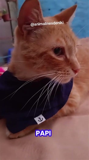 Dos chistes del gatolín 🤣 #humoryrisas #gatos #chistes #gatoschitosos #catsfunny