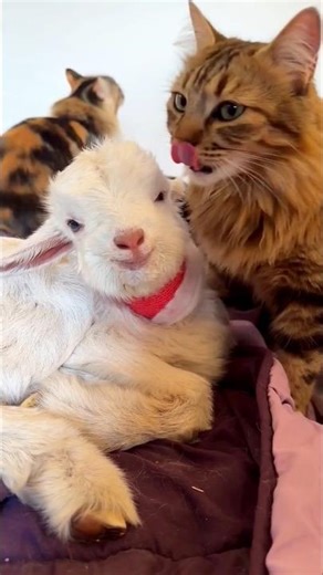Cute cat falls in love with baby goat and licks it clean every day😍 #catshorts #funny #goat