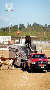 176K views · 1.2K reactions | #beautiful ❤️❤️❤️ | Nature's Steeds | Facebook