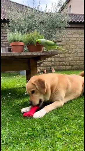 Parrot’s Dramatic Wing Spread Scares Dog Away from His Own Toy