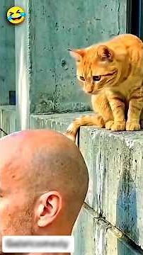 super viral comedy video 🤣🥰😂#viral #comedy #youtubeshorts #cat #funny #ai #r777_comedian #shorts