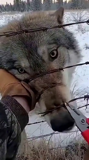 The mother wolf will never forget the goodness of this man in his life