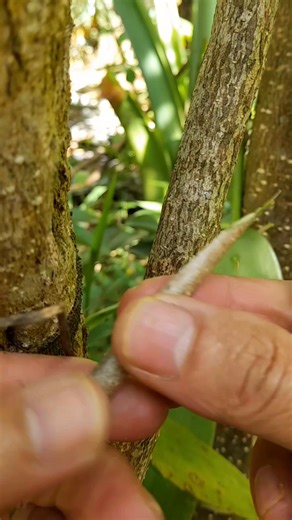 Graft insertion with space for shoot growth. #fblifestyles #grafting #graftingtechniques #graftingtree #graftingtutorial #graftingtips #graftingplantschallenge #graftingchallenge | Grafting Techniques