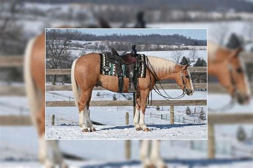 Offered at the Southern Belle Classic March 27th-28th in Aiken SC