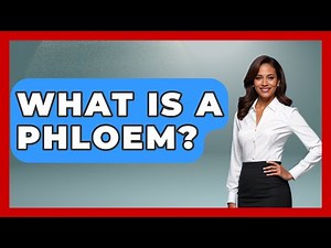 What Is A Phloem? - The Plant Enthusiast
