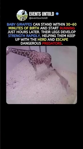 Why Baby Giraffes Have to Walk Almost Immediately #animals #shorts