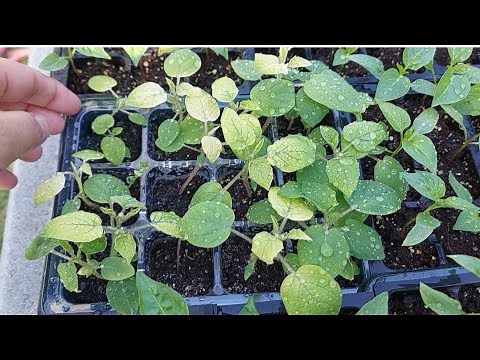 How to grow GROUND CHERRY from seeds to sprout