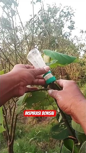 Unique simple grafting technique #craft #satisfying #plants #garden #diy #gardening # #bonsai