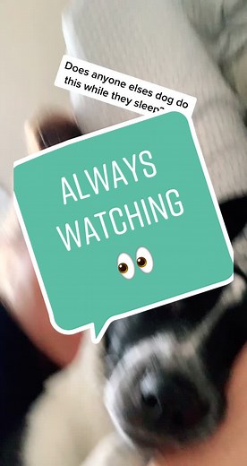 Puppies Watching Godzilla Vs Kong Roar Trick Shots | Rexy Doo Funny Moment