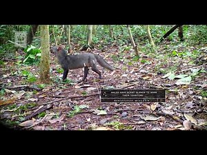 #ResidentsOfTheForest - episode 2: Canids from Amazon