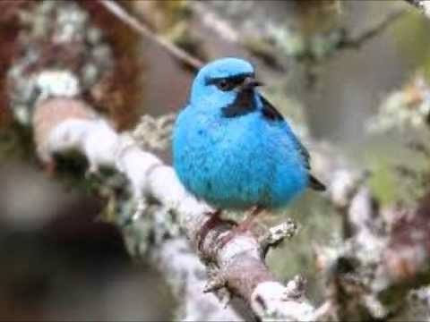 Saí-azul (Dacnis cayana)