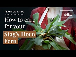 Staghorn Fern Plant Care Tips 🌿 Platycerium bifurcatum