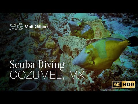 Amazing encounters diving Cozumel - 4k HDR - Feb. 2025