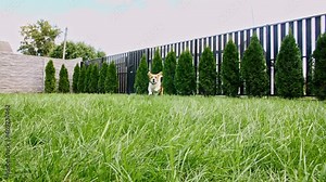 Beagle dog run at grass outdoors are running towards the camera in a green park. Dog play he game with owner. Slow motion. High quality 4k footage