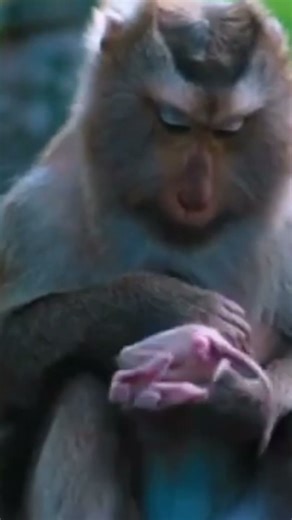 Life of Monkeys: Mother Monkey Doesn't Want Anyone Near Baby But Baby Is Exhausted
