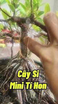 Mini Ficus tree #minibonsai #bonsai #ornamentalplants #miniatureplants #redleafbanyan #howtogrowp...
