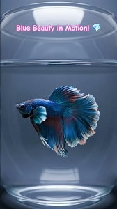 Beautiful Blue Betta Fish 🐟 | Natural and Cute