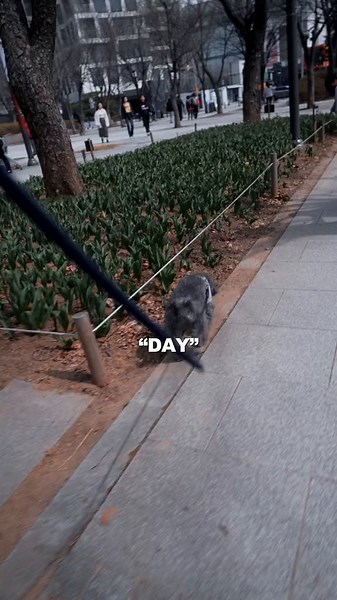 1 full week in korea already! Back to mini vlogs #minivlog #dayinmylife #diml #vlog #seoul #foryou