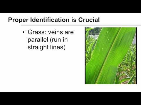 Identifying Yellow Nutsedge