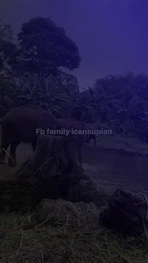 Acad dan Abah Ican: Berbicara Gajah dan Petualangan