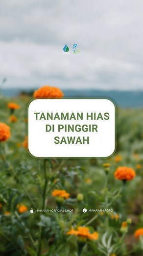 8.6K views · 108 reactions | Tanaman Hias kok ditanam di pinggir sawah, Apa gunanya? #pertanian #sawah #refugia #bunga #hias | Mahakam Agrochemical | Facebook