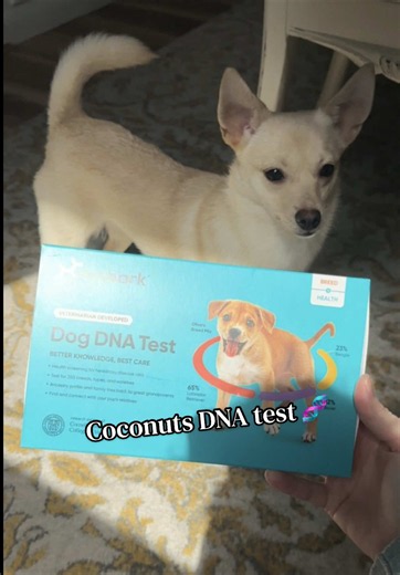 Coconut’s DNA Test Results Reveal Breed Mix