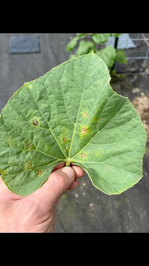 6.2K views · 282 reactions | Spots on gourd leaves. Some sort of fast growing fungus, I believe Septoria leaf spot, but waiting for the test results. My emotional roller coaster. 爛 | Sweet Woodruff Farm | Facebook