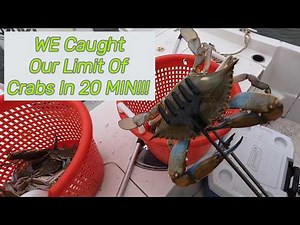 CRABBING Chesapeakebay BLUE CRABS Trotline Crabs