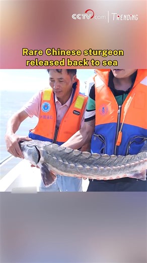 In Zhejiang's Ruian, a fisherman accidentally netted a wild Chinese sturgeon measuring 1.2 meters long. Recognizing the endangered species, locals, seafood vendors, and fisheries authorities quickly joined efforts to return it to the East China Sea, turning the catch into a story of rescue and release. #Trending #ChorusofLife | CCTV