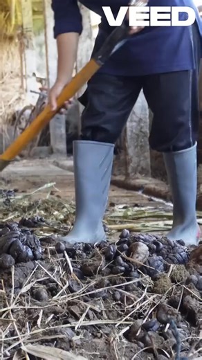 Shocking Animal Burping Facts You Won't Believe! #facts #science#ReelIt #FacebookReels #TrendingReels | Revealing Revelations