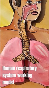 working model of human respiratory system #model #2danimation #2dshapes #shorts #shortvideo #1milli