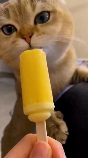แมวกินไอติม: น่ารักจนใจละลาย!