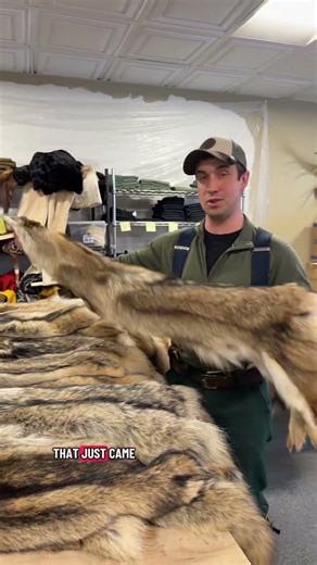 Grading coyotes and coyote fur utility
