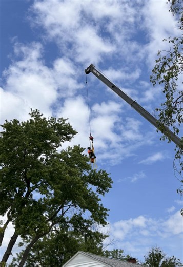 Silver Maple removal. #tree #treeremoval