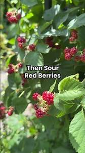 Growing blackberries is so fun…and easy! Let me show you how to harvest them #garden #berry #trellis