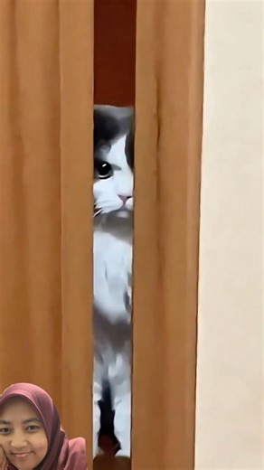 #funny #catsounds #baby #animals #core #random #lucu #kucing #cat #cats #cute #kitten #pets #meow