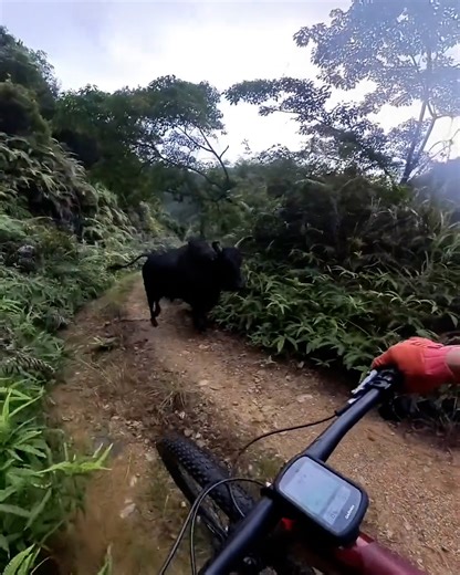 63K views · 506 reactions | Well that was an awkward en-cow-nter...  | UNILAD Adventure | Facebook