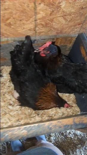 Why Are These Hens So Close?