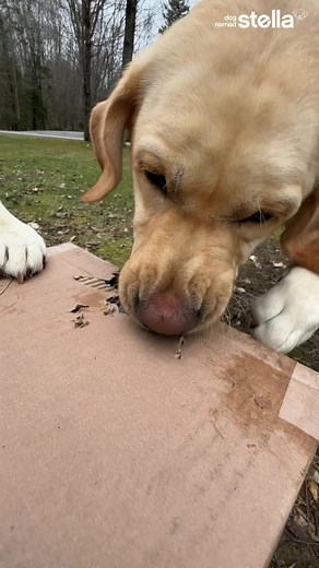 173K views · 2.7K reactions | Thanks for hookin’ it up, Allagash Brewing Company! Successful unboxing all around. I WAS able to read the card before Mabel ate it  | Dog Named Stella | Facebook