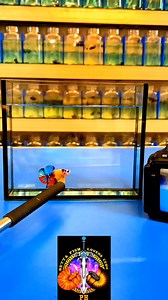 86K views · 2.1K reactions | Plakat Betta  | Betta Fish Lovers Cebu Ph | Facebook